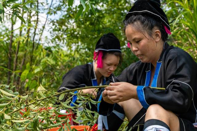 粤北山野“小辛香”如何迈向“大市场”麻将胡了试玩模拟器一颗山苍子的新生：