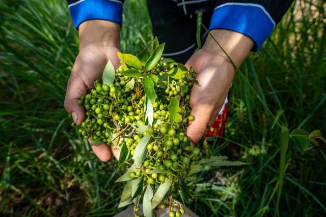 粤北山野“小辛香”如何迈向“大市场”麻将胡了试玩模拟器一颗山苍子的新生：(图5)