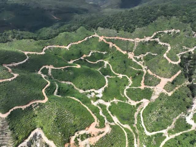 粤北山野“小辛香”如何迈向“大市场”麻将胡了试玩模拟器一颗山苍子的新生：(图4)